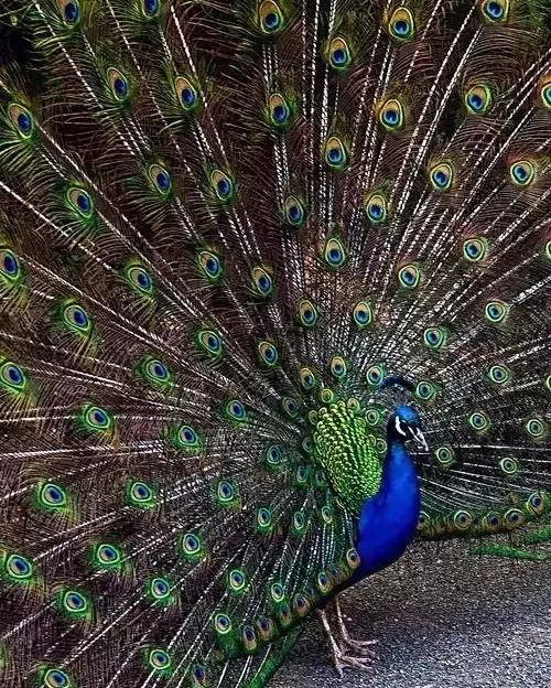 顾总又在孔雀开屏