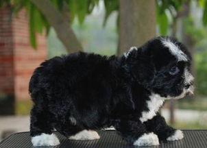 肖恩·吉利斯：美犬,揭秘美犬的传奇故事与艺术魅力